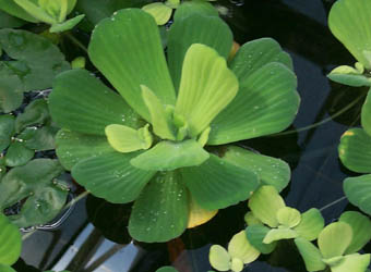 Pistia stratiotes